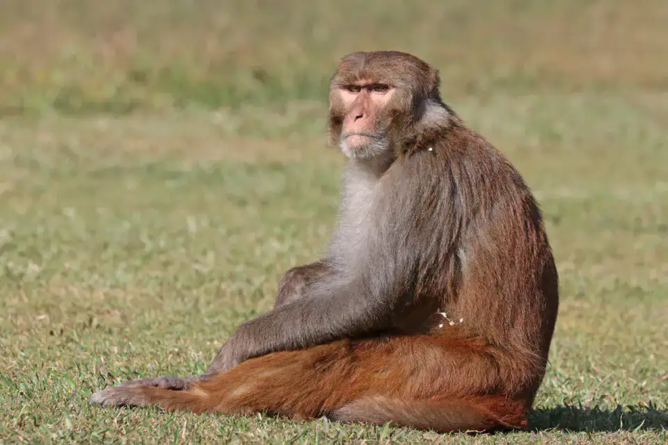 Macaques de Nanwan - Lingshui et Diaoluoshan