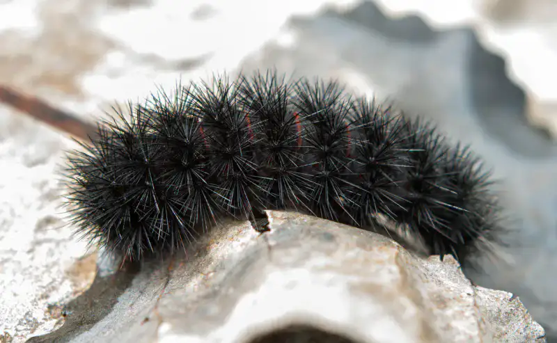 Devonian Fossil Gorge - Iowa City