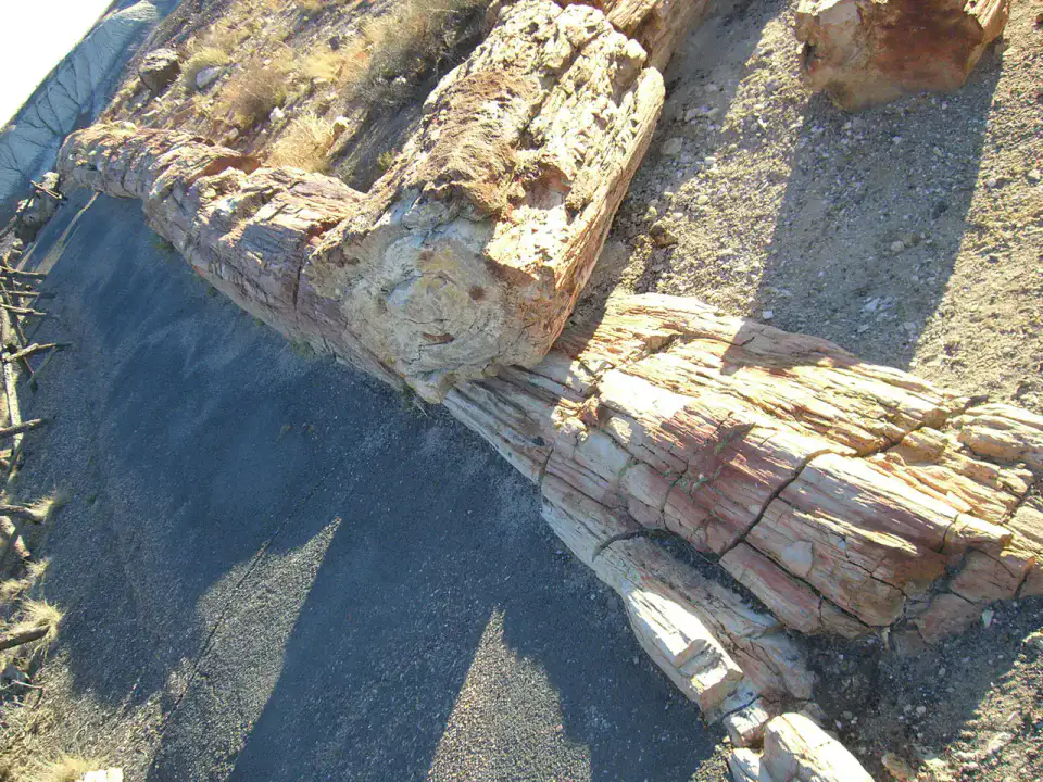 Crystal Forest - Petrified Forest et Painted Desert