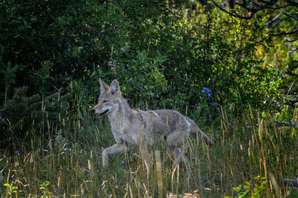 Red Rock Canyon - Parc national des Lacs-Waterton