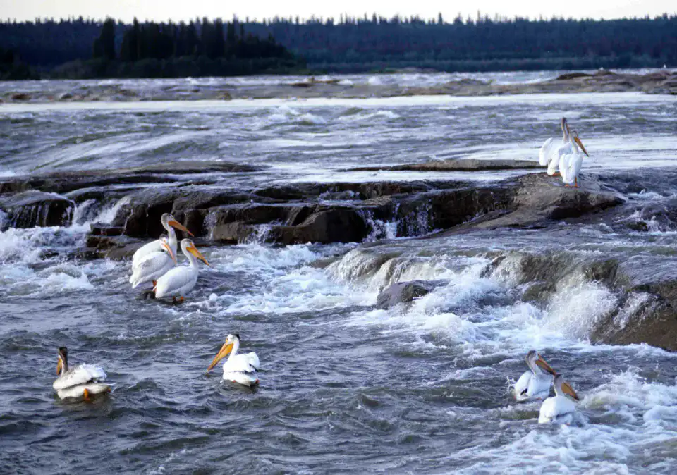 Pelican Rapids - Fort Smith et parc national Wood Buffalo