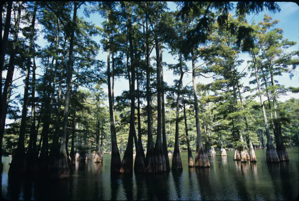 Pitcher Plant Trail - Big Thicket