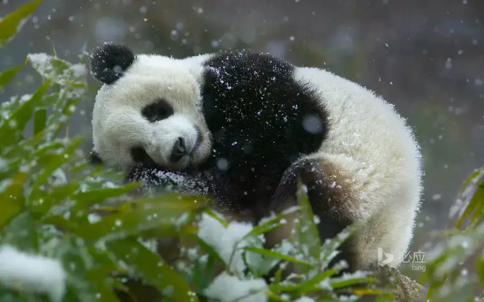 Centre des pandas de Shenshuping - Wolong et mont Balang