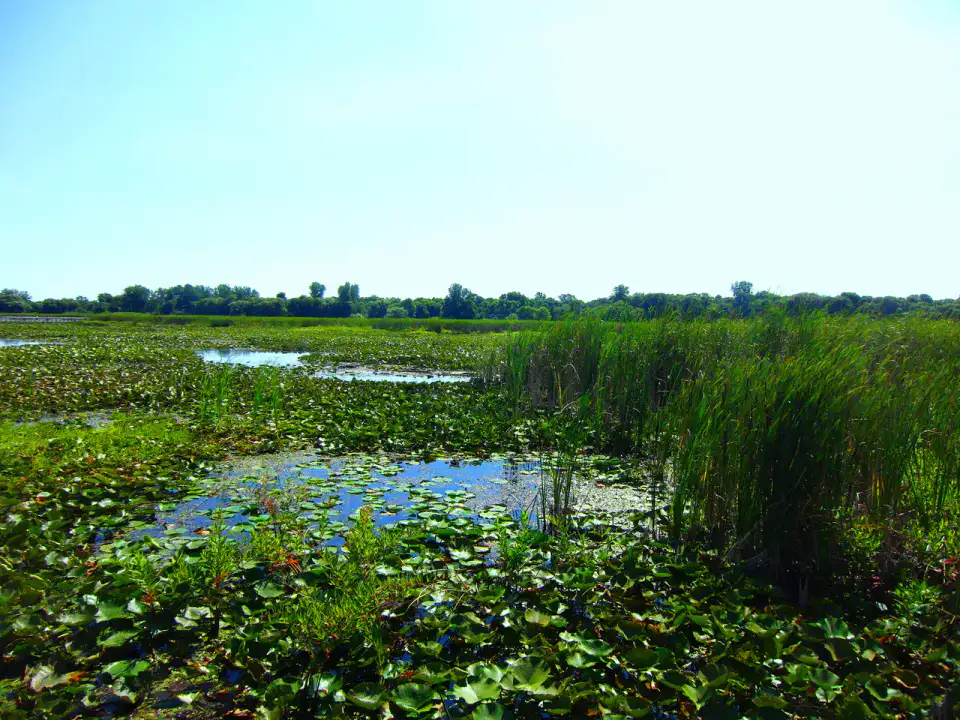 Marsh Boardwalk - Windsor et pointe Pelée