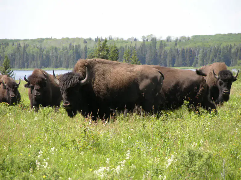 Lake Audy Bison Enclosure - Parc national du Mont-Riding