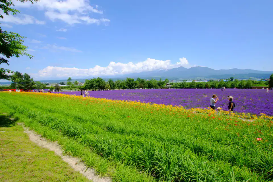 Ferme Tomita - Furano et Daisetsuzan