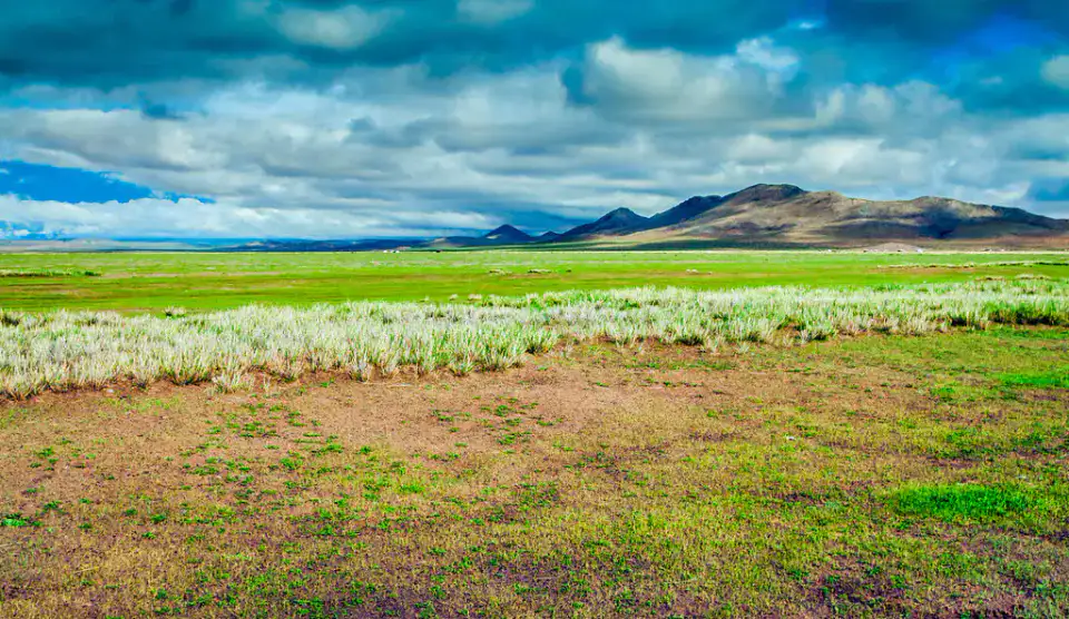Steppe de Khögnö Tarna - Elsen Tasarkhai