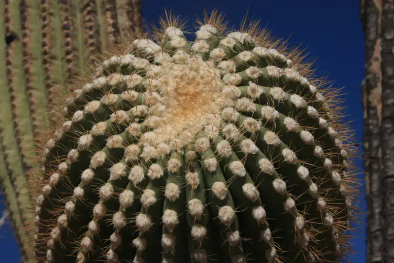 Valley View Overlook Trail - Saguaro National Park