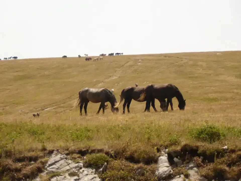 Chevaux sauvages de Livno — Livno et chevaux sauvages