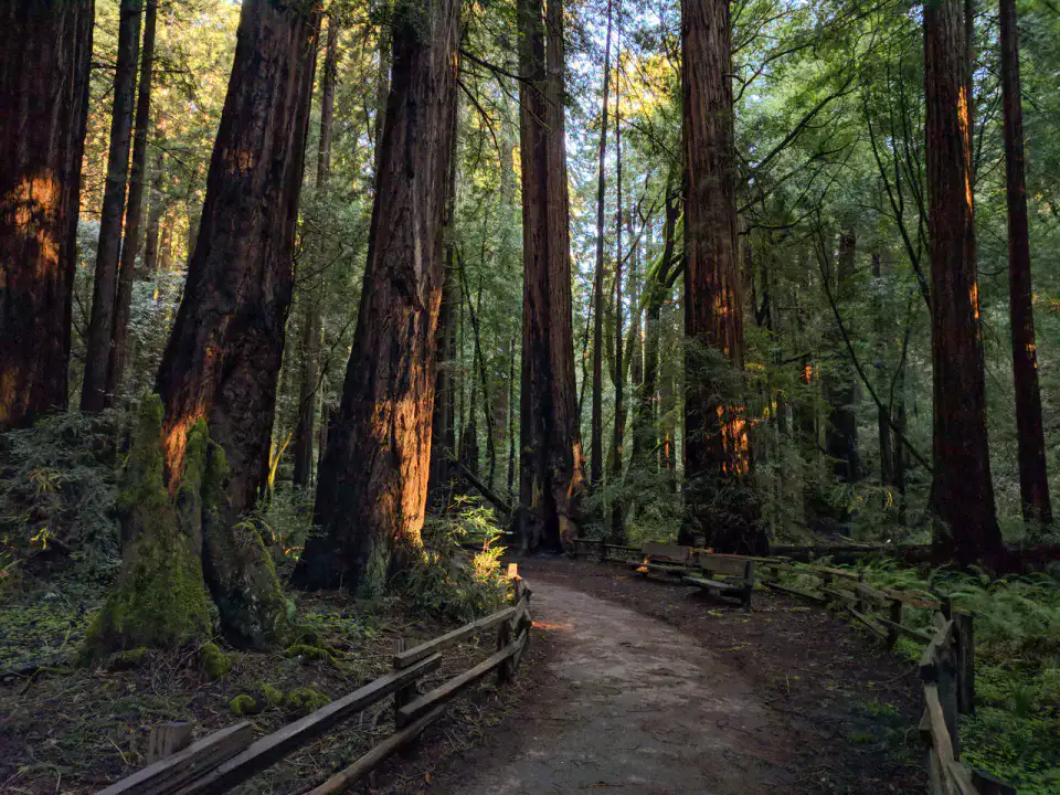 Muir Woods - Sausalito et Marin Headlands