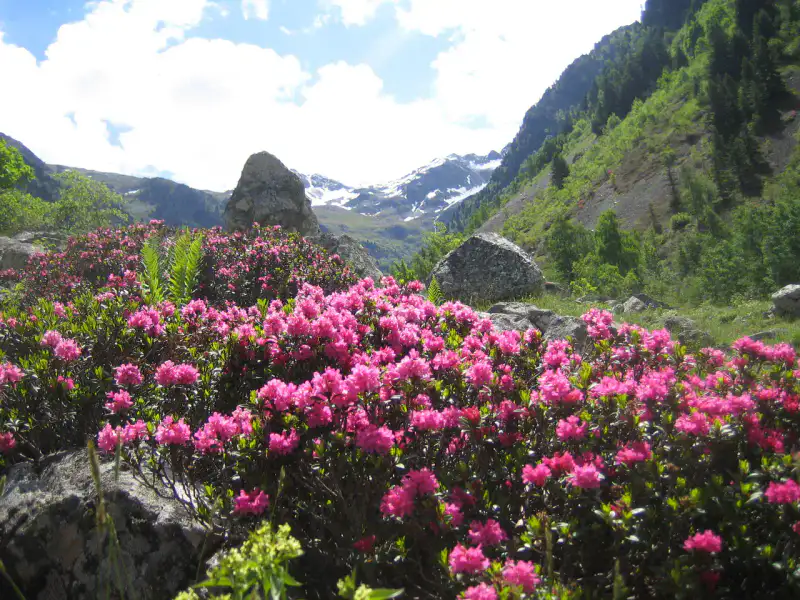 Rhododendrons du mont Dawei - Liuyang et mont Dawei