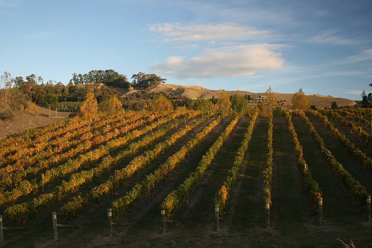 Hawke’s Bay vineyards
