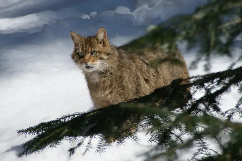 Parc national de la Forêt bavaroise - Foret bavaroise