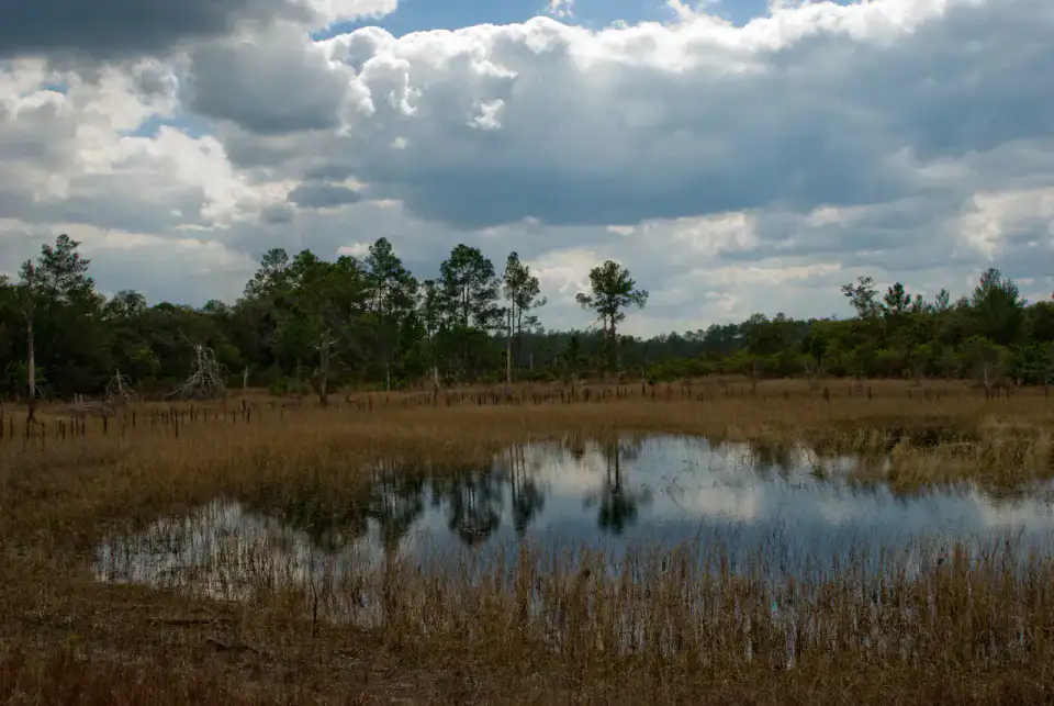 Ocala National Forest - Ocala et Horse Country