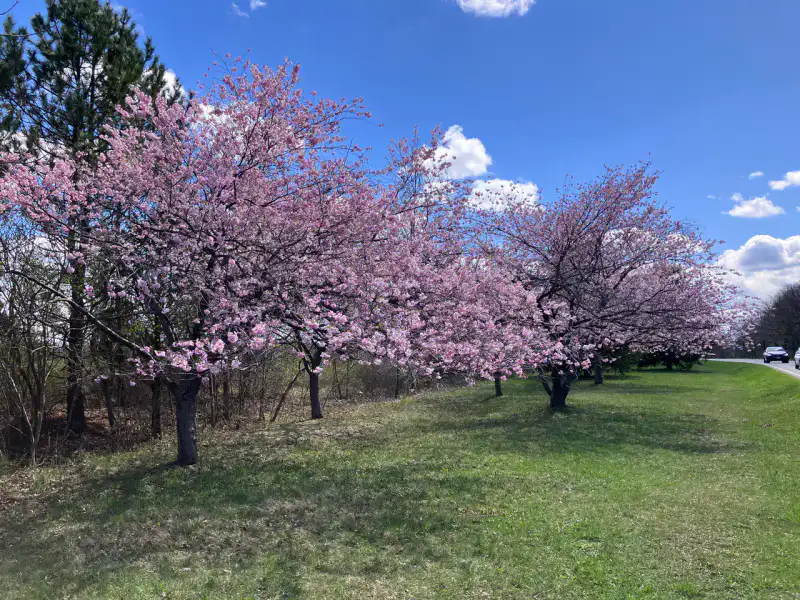 Niagara Parkway - Niagara-on-the-Lake