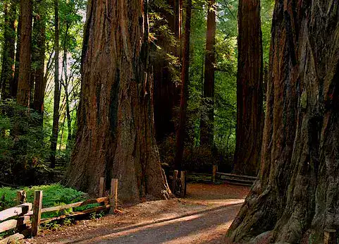 Henry Cowell Redwoods - Santa Cruz