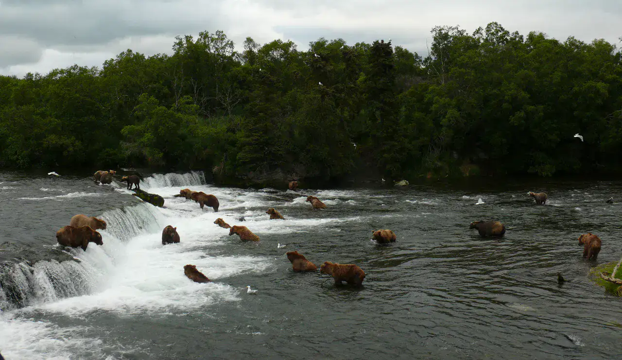 Brooks Falls - Katmai National Park