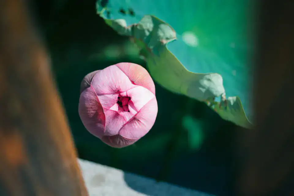 Étang des Lotus anciens - Baoding