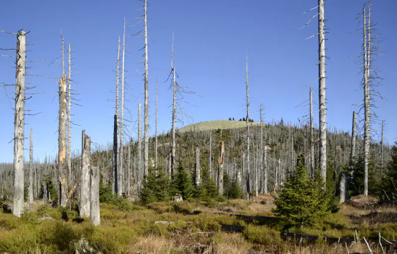 Lusen - Foret bavaroise
