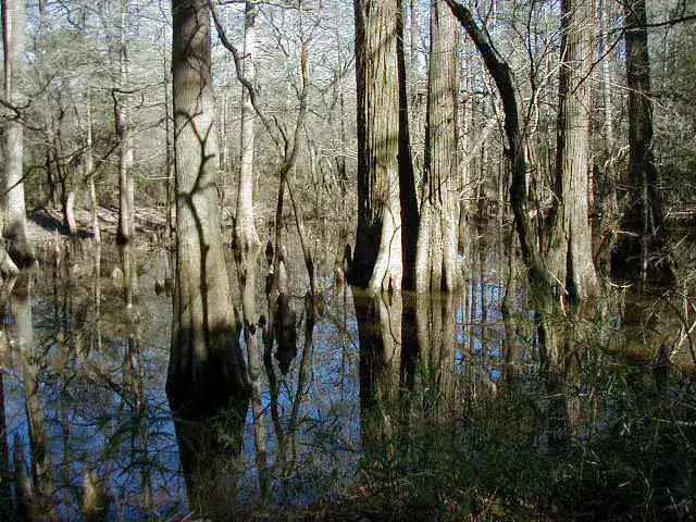 Kirby Nature Trail - Big Thicket