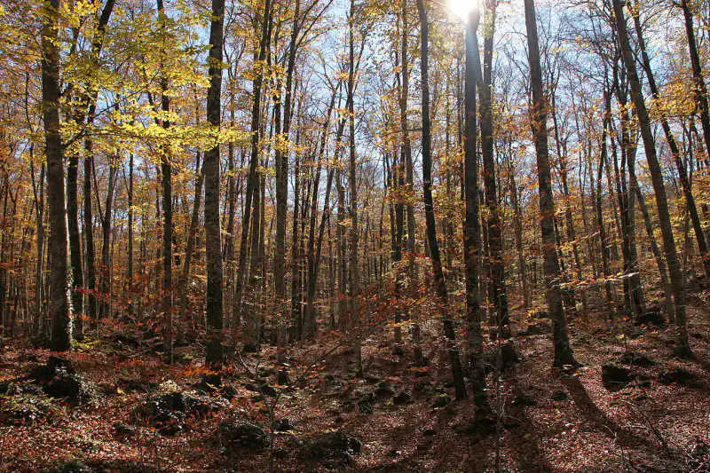 Fageda d'en Jordà - Garrotxa et Olot