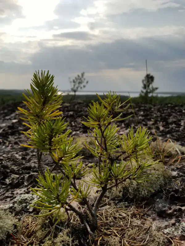 Walking on Ancient Mountains Trail - Parc provincial Nopiming
