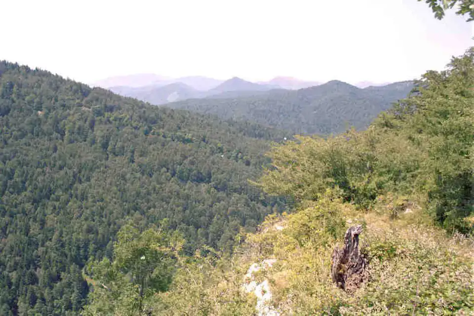 Foret d'Irati