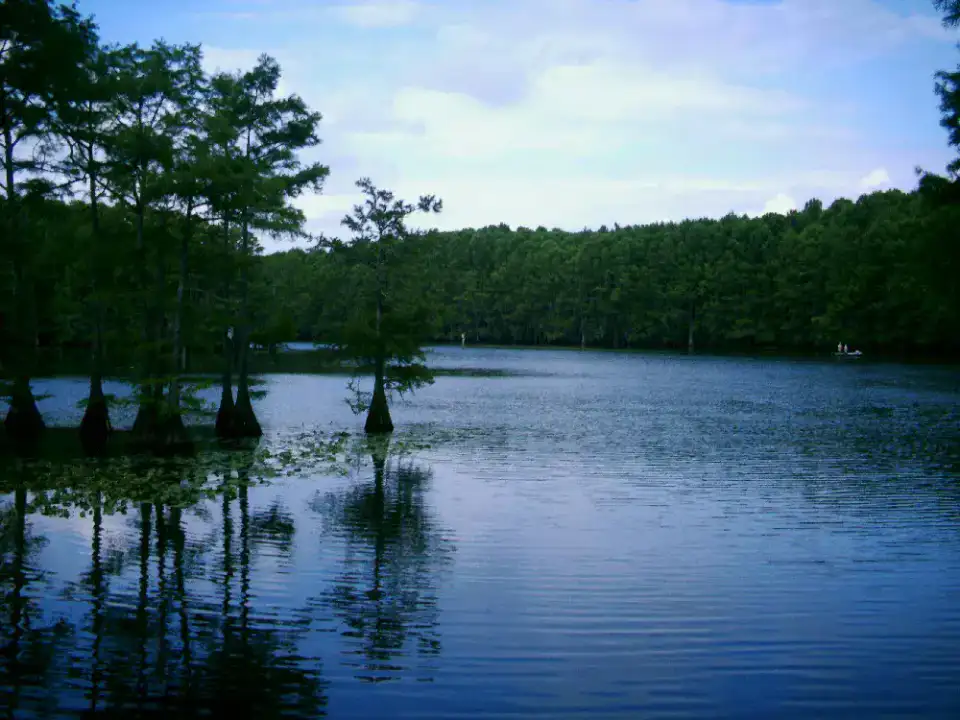 Caddo Lake - Caddo Lake et Piney Woods