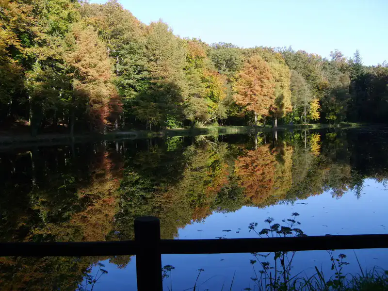 Forêt de Bellême - Perche
