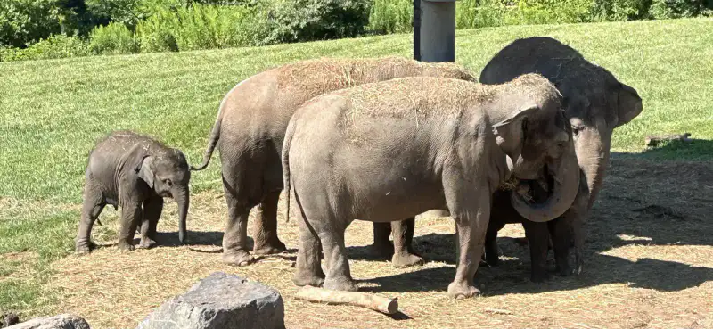 Rosamond Gifford Zoo - Syracuse et Skaneateles