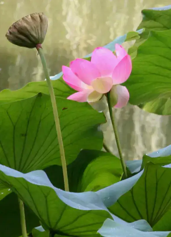 Lotusland - Santa Barbara