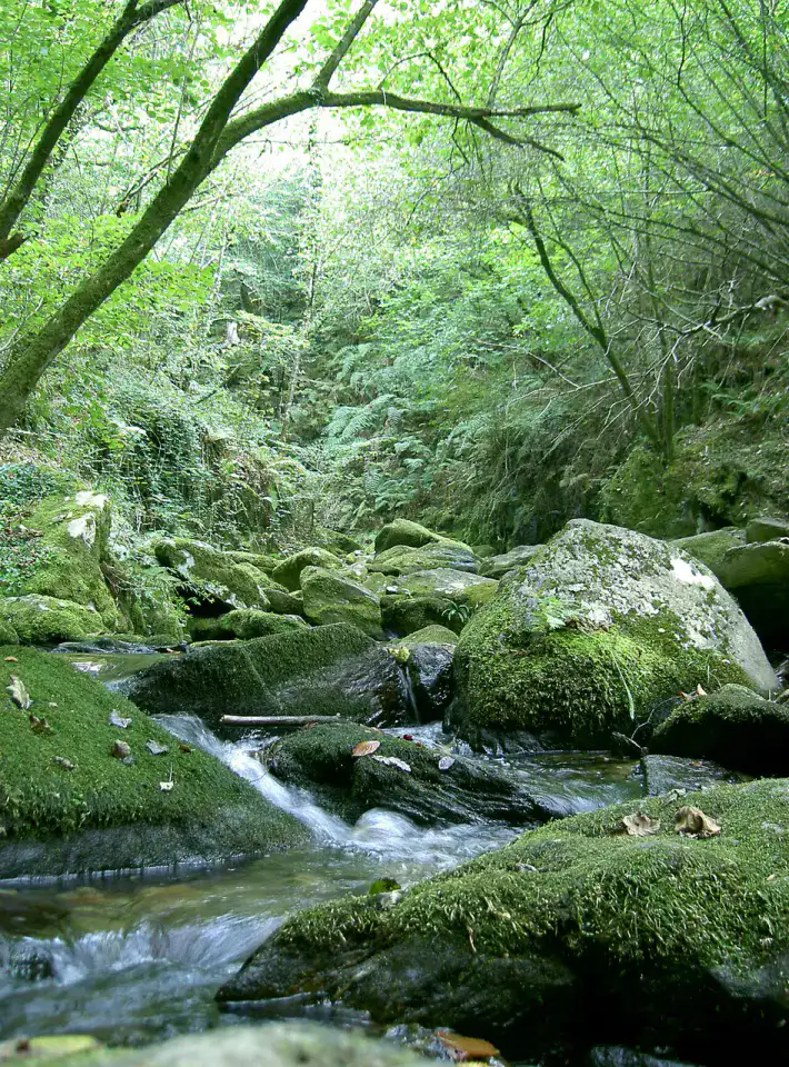 Fragas do Eume - Ferrol et Rías Altas