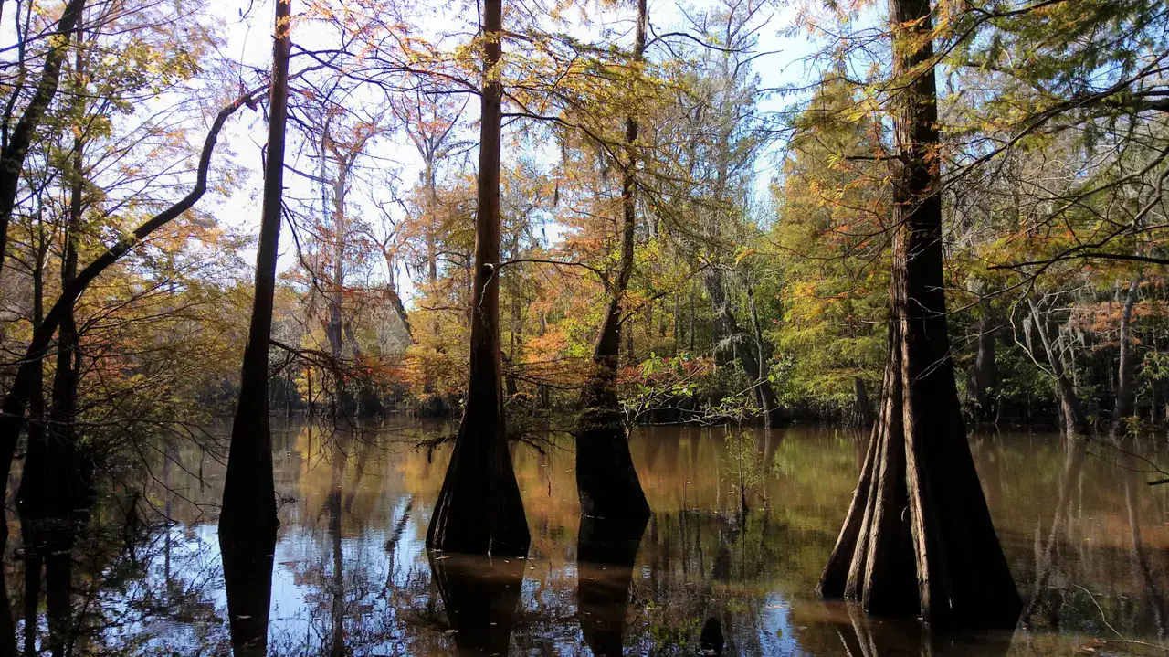 Big Thicket National Preserve - Big Thicket