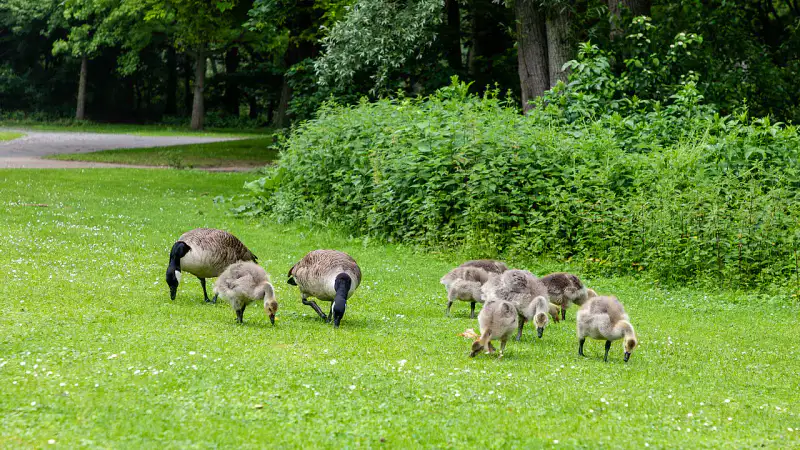 Rheinaue - Bonn