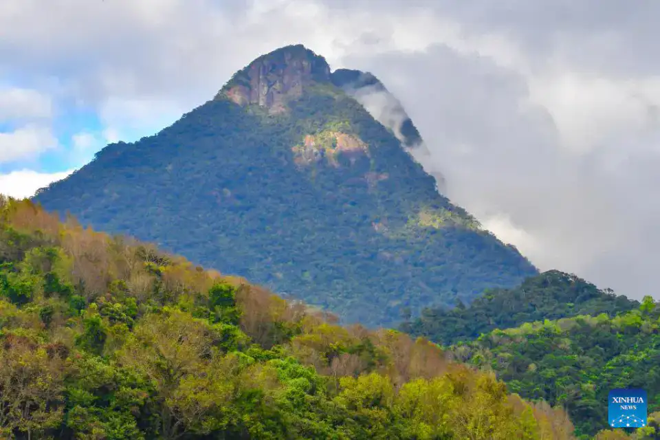 Forêt tropicale du parc national de Hainan dans la section Wuzhishan