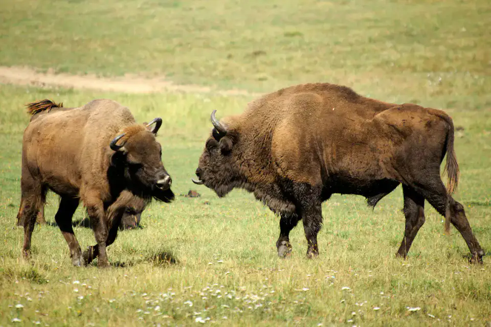 Réserve des bisons — Forêt de Białowieża