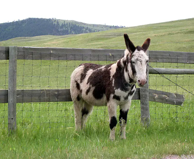 Wildlife Loop Road - Custer et Black Hills