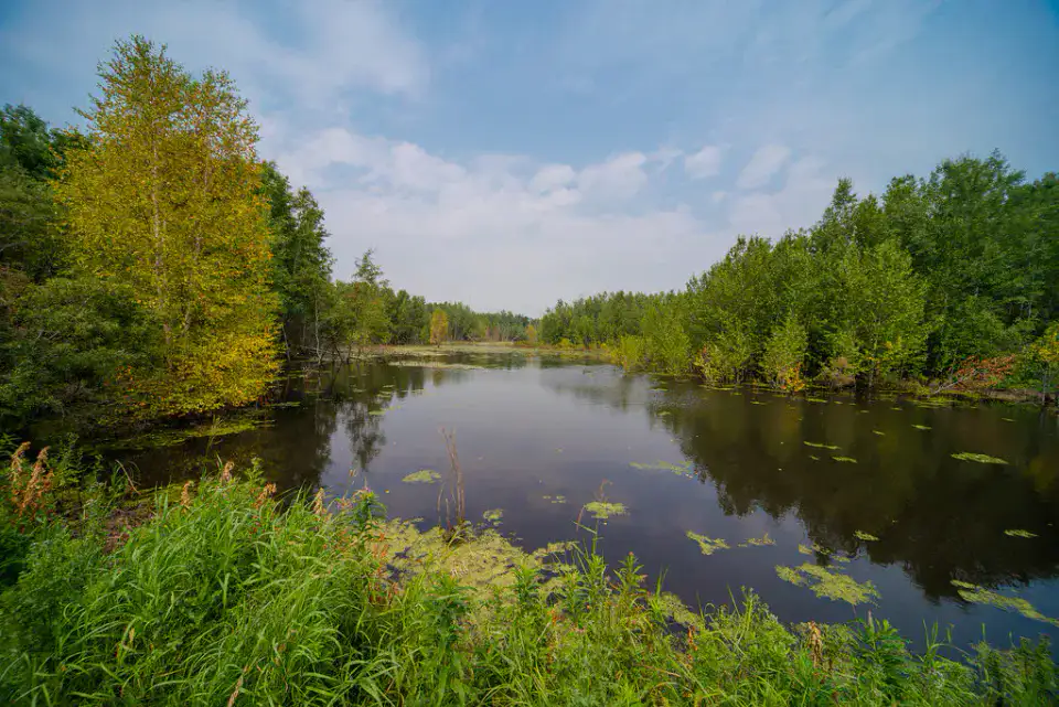 Beaver Pond Trail - Parc national Elk Island
