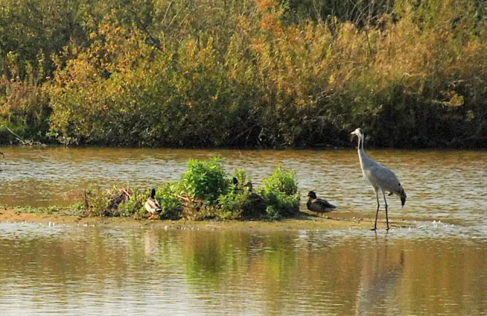 Parc du Marquenterre - Baie de Somme