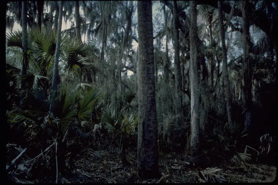 Canaveral National Seashore - Space Coast