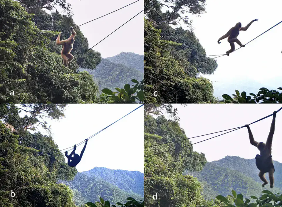 Observatoires du gibbon de Hainan - Changjiang et Bawangling