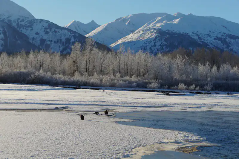 Chilkat Bald Eagle Preserve - Skagway et Haines