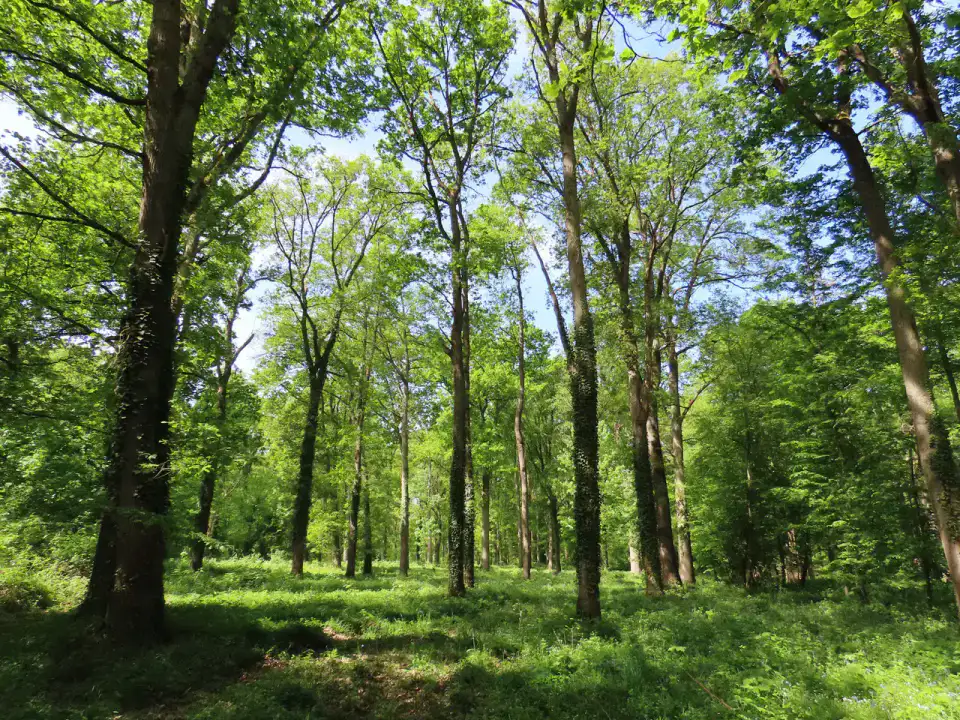 Forêt de Saint-Germain — Versailles et Saint-Germain-en-Laye