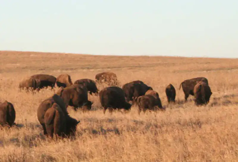 Joseph H. Williams Tallgrass Prairie Preserve - Tallgrass Prairie et Pawhuska