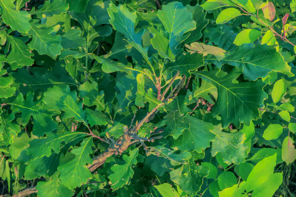 Kiche Manitou - Parc provincial Spruce Woods