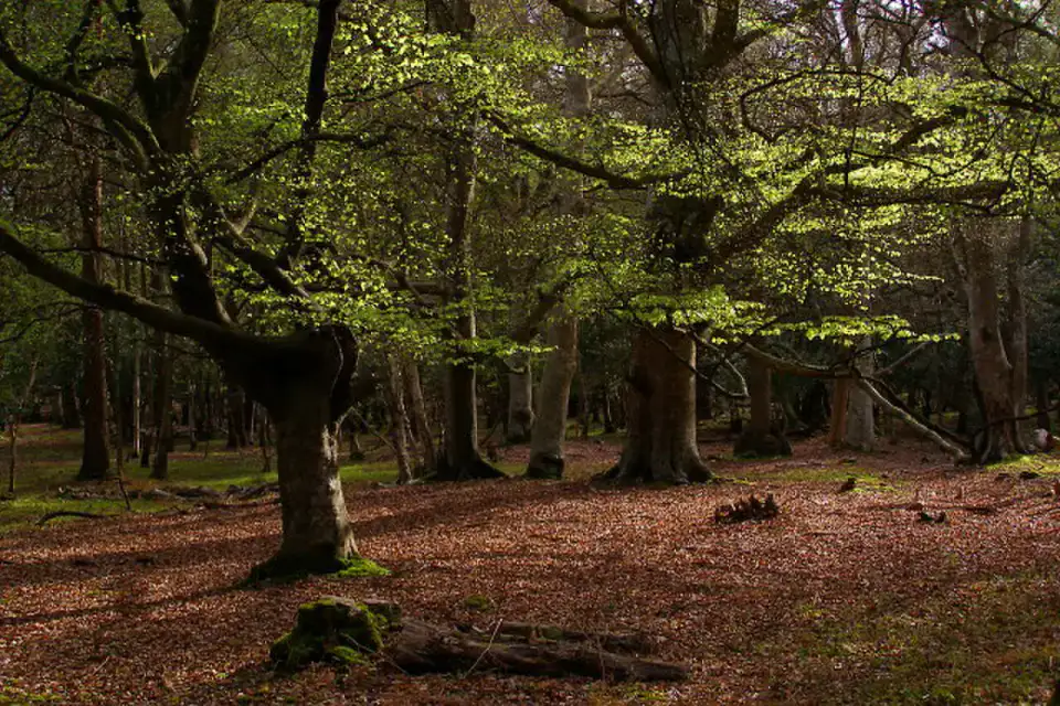 New Forest
