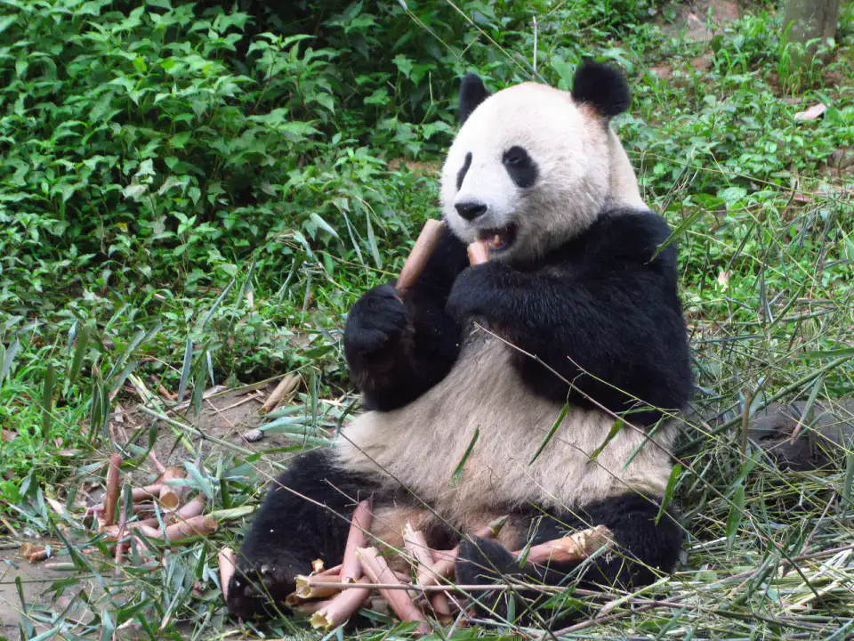 Centre des pandas de Bifengxia - Ya'an et Bifengxia