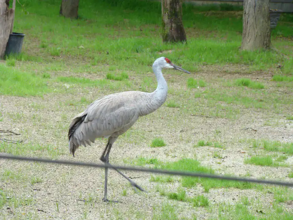 Columbus Zoo and Aquarium - Columbus
