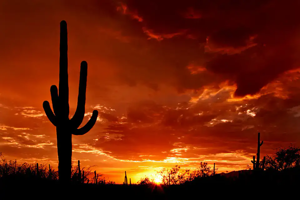 Mica View Loop - Saguaro National Park