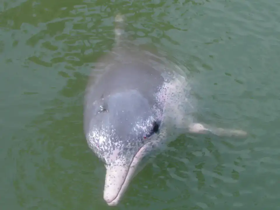 Aire des dauphins blancs - Qinzhou et Fangchenggang